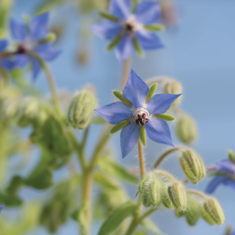 Borage Blue (Starter Plant)
