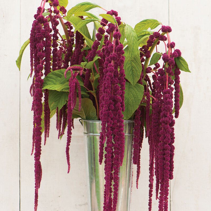 Amaranth Love Lies Bleeding Purple (Starter Plant)