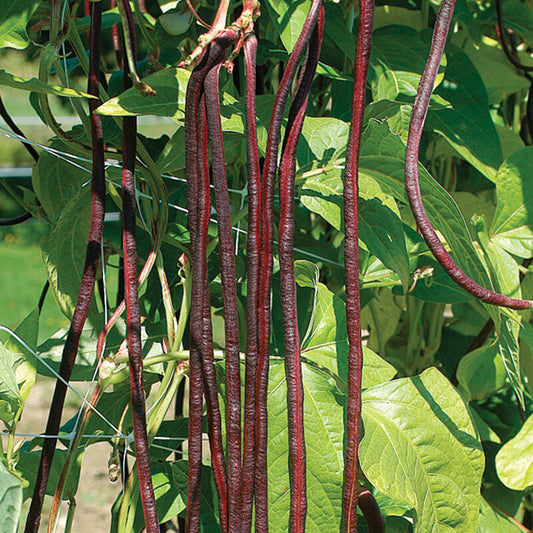 Red Noodle Green Beans (Starter Plant)