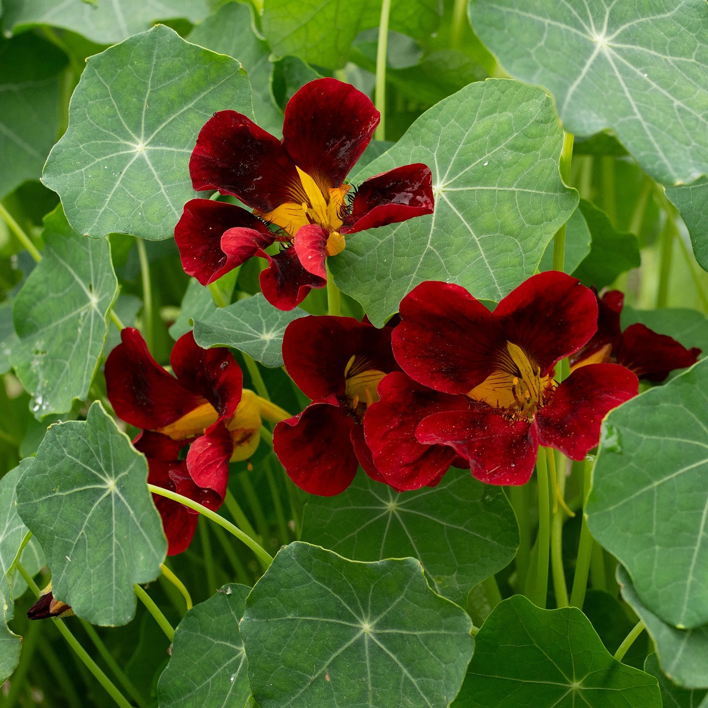 Red Velvet Nasturtium (Starter Plant)