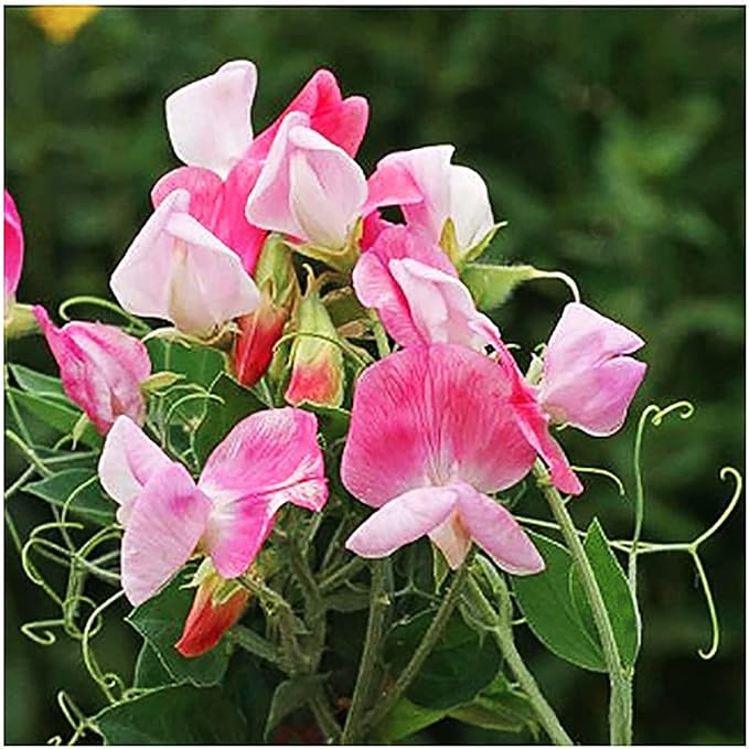 Sweet Pea Cupid Pink (Starter Plant)