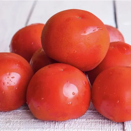 Bush Champion II Container Tomato (Starter Plant)