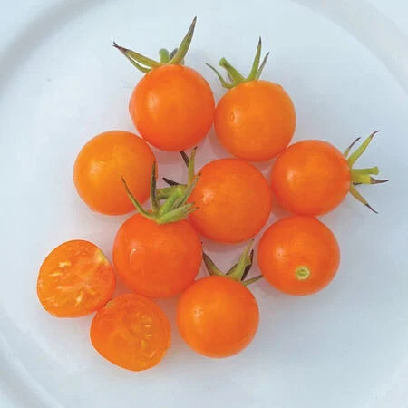 Sun Golden F1 Cherry Tomato (Starter Plant)