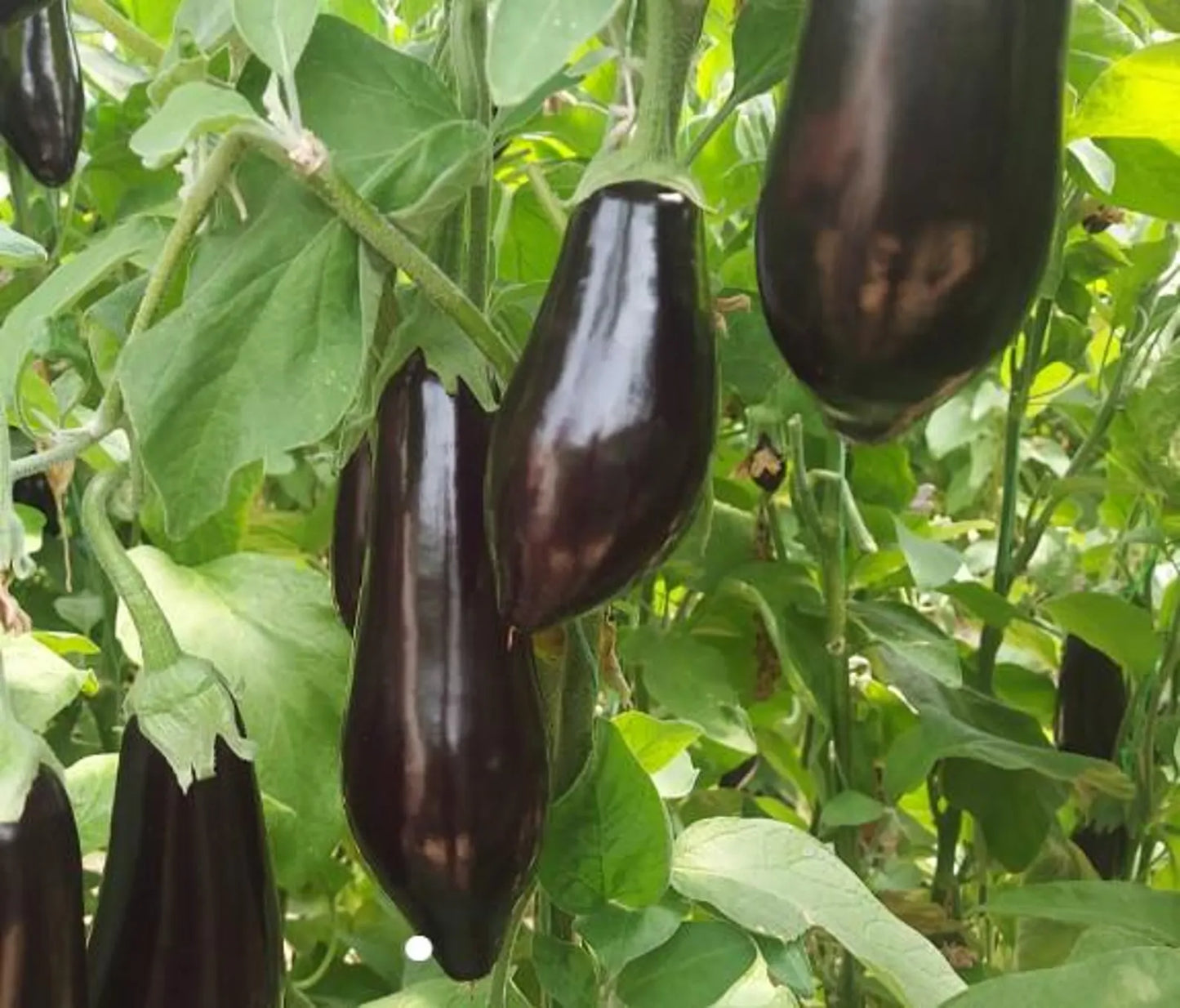 Nigral Eggplant (Starter Plant)
