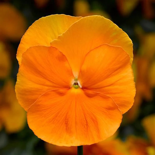 Clear Orange Pansy (Starter Plant)