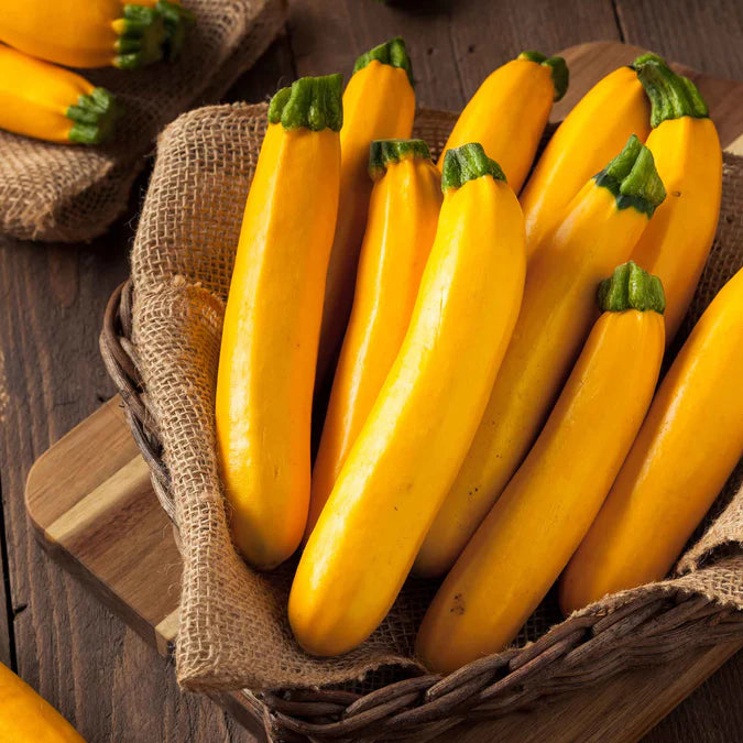Max Gold Zucchini (Starter Plant)