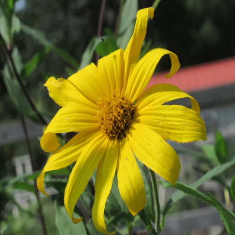 Sunchoke / Jerusalem Artichoke (Starter Plant)