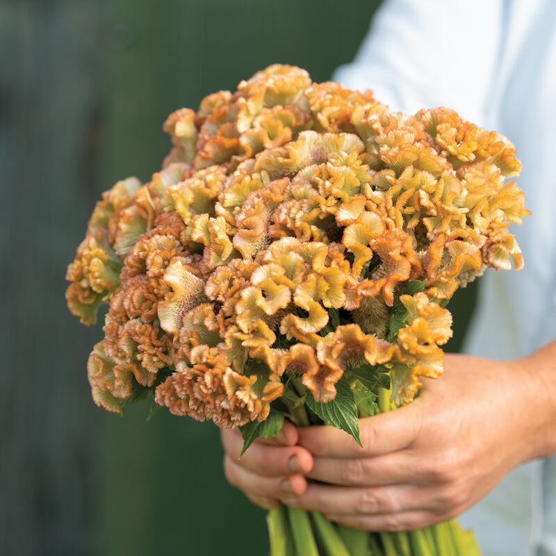 The Art of Growing Beauty: How We Co-Create Color with the Kansas Prairie