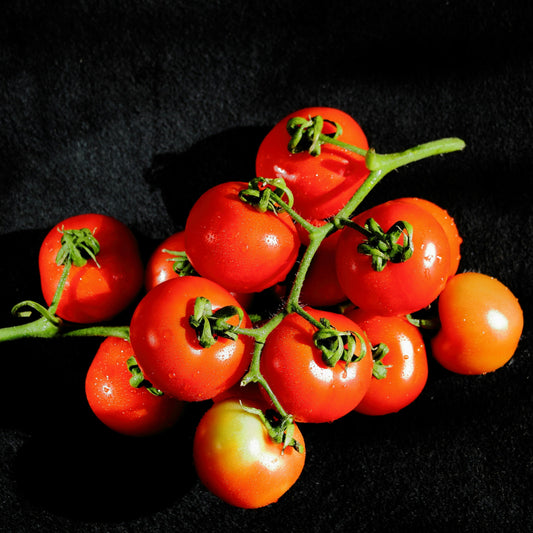 Tomatoes: A Taste of Summer—Seeded This Spring at Flower of Life