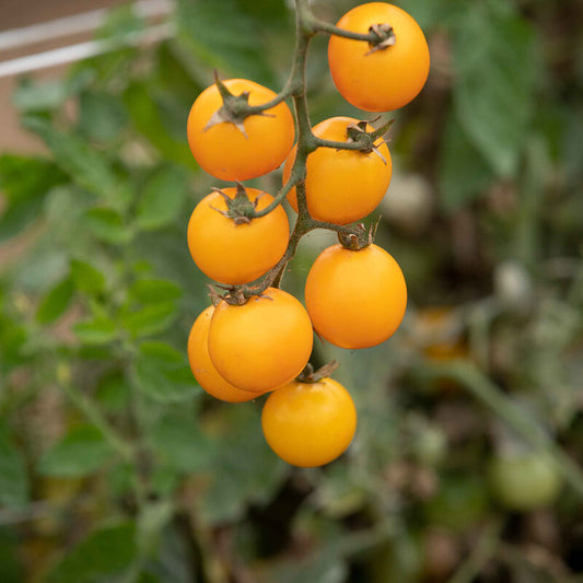 Gold Nugget Container Tomato (Starter Plant)