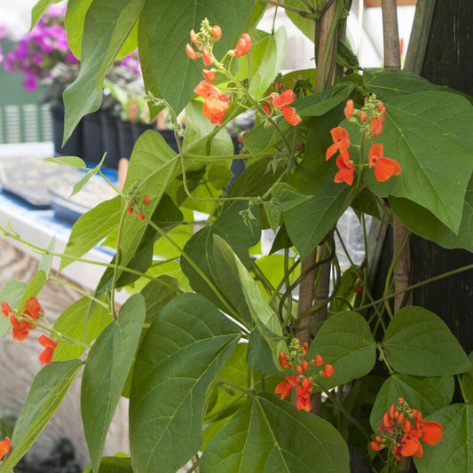 Scarlet Runner Green Beans (Starter Plant)