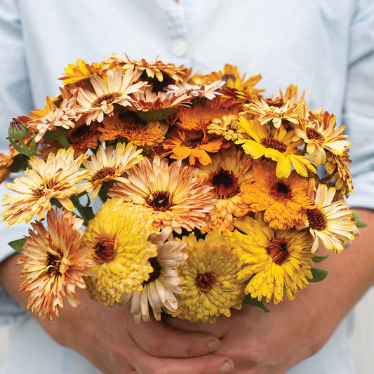 Calendula Flashback Mix (Starter Plant)