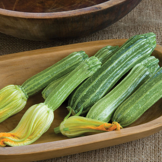 Costata Romanesco Zucchini (Starter Plant)