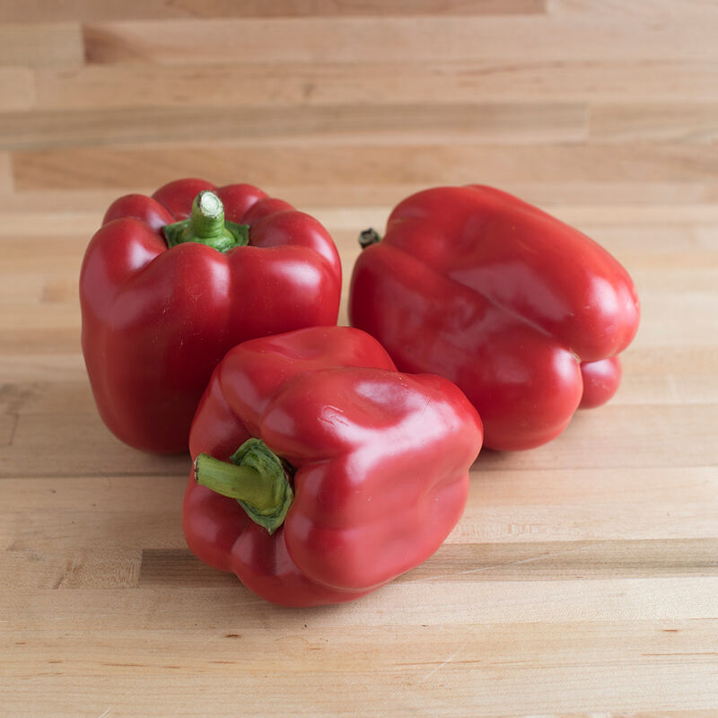 X3R® Red Knight F1 Sweet Bell Pepper (Starter Plant)