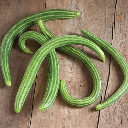 Striped Armenian Cucumber (Starter Plant)