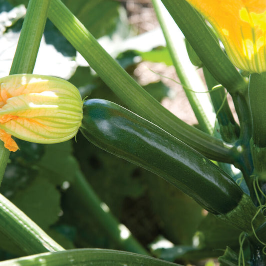 Noches Zucchini (Starter Plant)