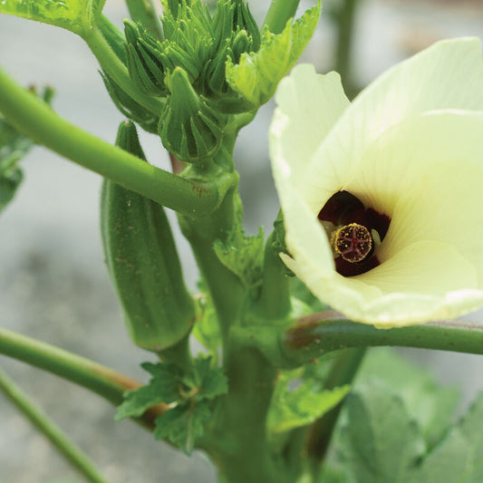 Clemson Spineless Okra (Starter Plant)
