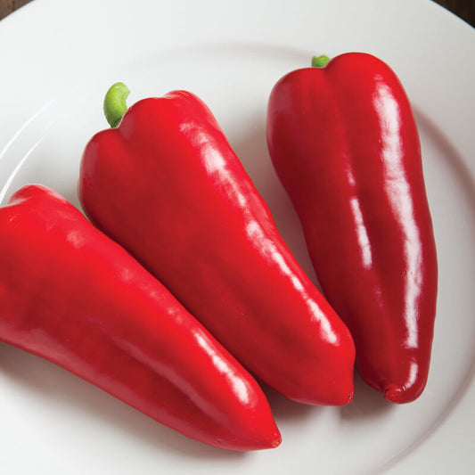 Cornito Rosso Italian Sweet Pepper (Starter Plant)