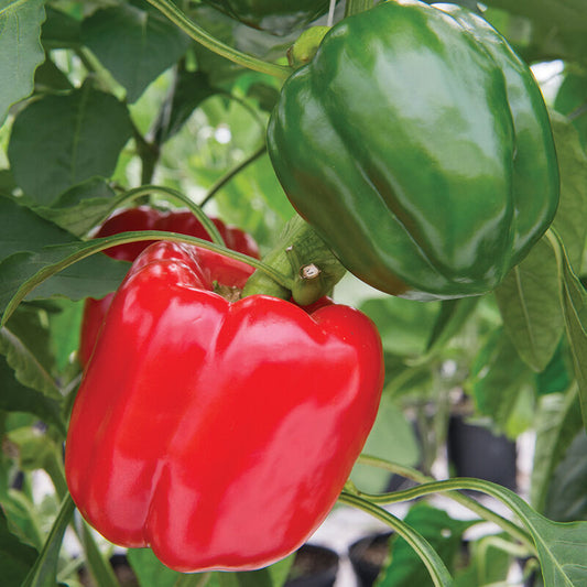 Sprinter Sweet Bell Pepper (Starter Plant)