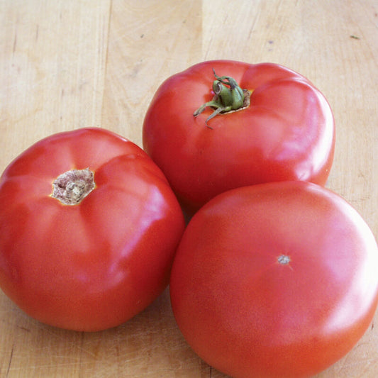 BHN-589 Saladette Tomato (Starter Plant)