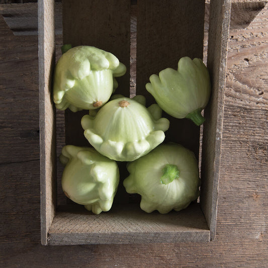 Jaune et Verte Patty Pan Squash (Starter Plant)