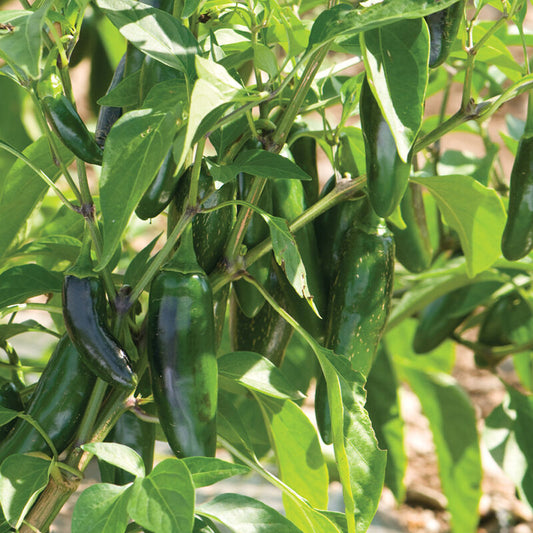Jala-Fuego F1 Hot Pepper (Starter Plant)