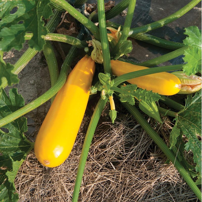 Yellowfin Zucchini (Starter Plant)