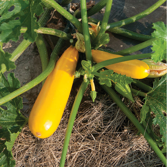Yellowfin Zucchini (Starter Plant)
