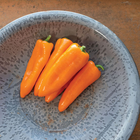 Cornito Arancia Italian Sweet Pepper (Starter Plant)
