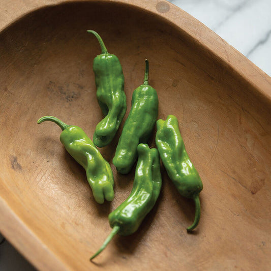 Shishito OG Hot Pepper (Starter Plant)
