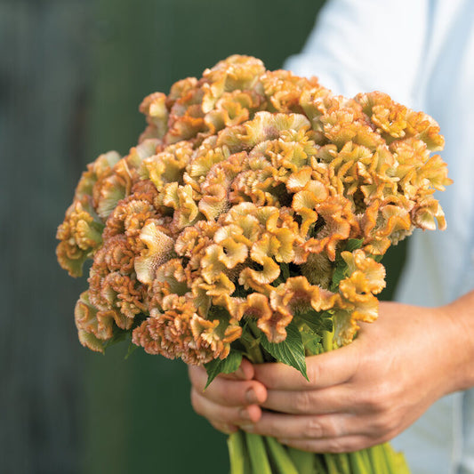 Crystal Beauty Celosia (Starter Plant)