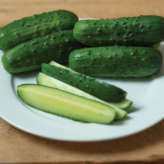 Supremo F1 Hybrid  Pickling Cucumber (Starter Plant)