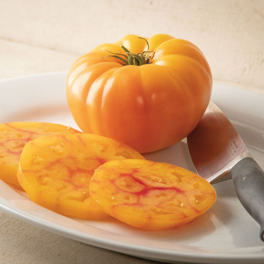 GinFiz Slicer Tomato (Starter Plant)