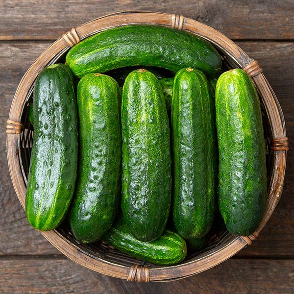 Excelsior Pickling Cucumber (Starter Plant)