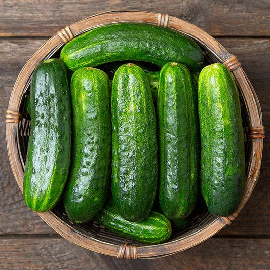 Excelsior Pickling Cucumber (Starter Plant)
