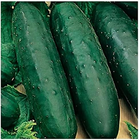Marketmore 76 OG American Cucumber (Starter Plant)