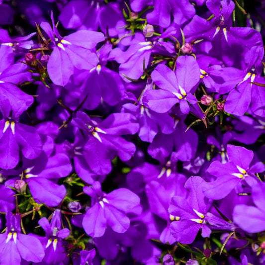 Lobelia Crystal Palace (Starter Plant)