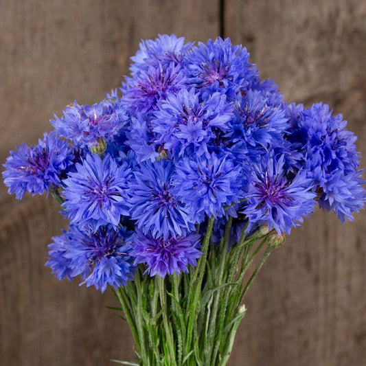 Bachelor’s Button Blue Boy (Starter Plant)