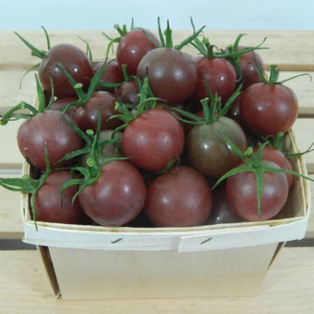 Black Cherry OG Tomato (Starter Plant)