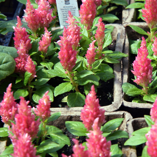 Pink Chenille Celosia (Starter Plant)