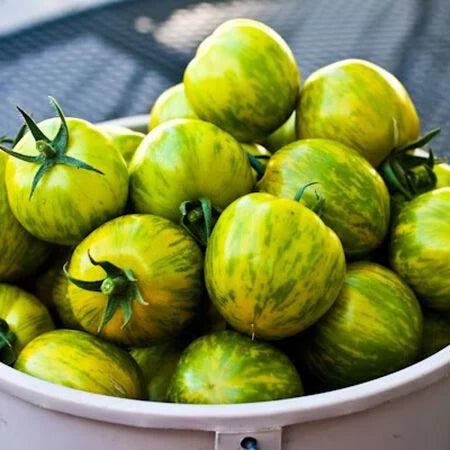 Green Zebra Saladette Tomato (Starter Plant)