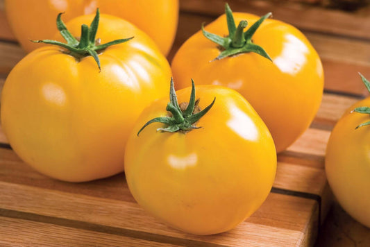 Lemon Boy Saladette Tomato (Starter Plant)