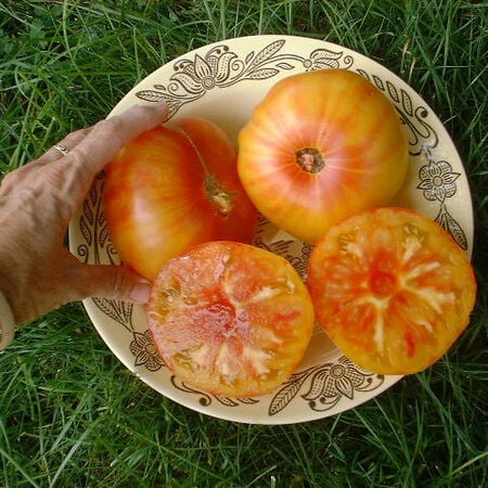 Pineapple Slicer Tomato (Starter Plant)