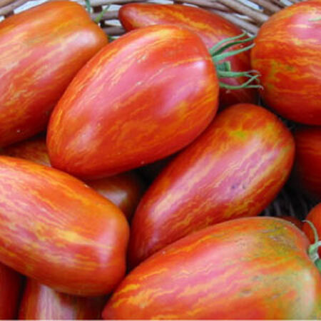 Speckled Roman OG Tomato (Starter Plant)