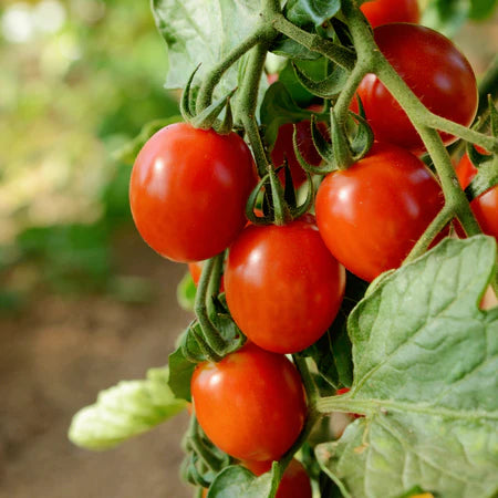 Sakura Cherry Tomato (Starter Plant)