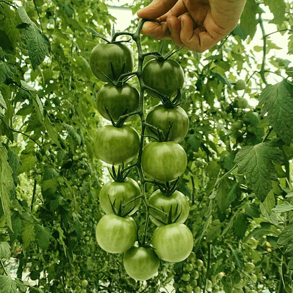 SunGreen 4029 Cherry Tomato (Starter Plant)
