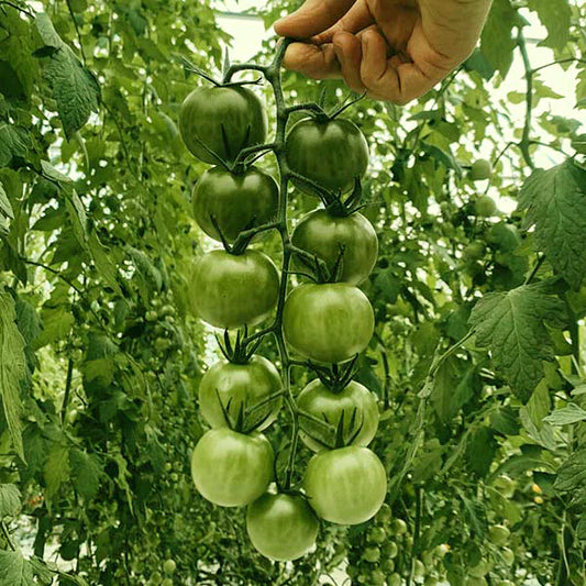 SunGreen 4029 Cherry Tomato (Starter Plant)