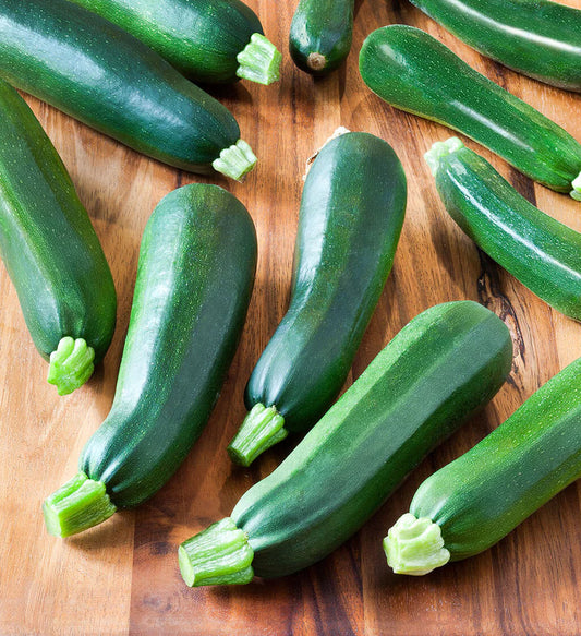 Black Beauty Zucchini (Starter Plant)