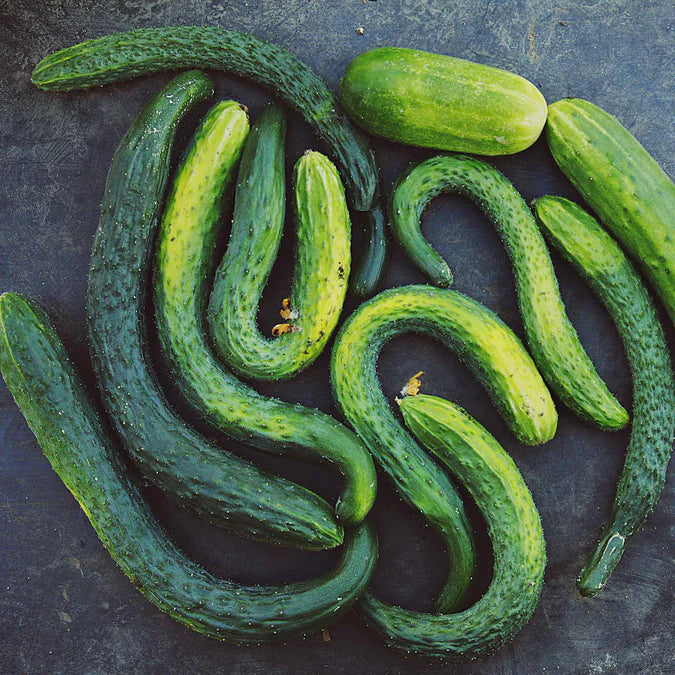 Suyo Long F1 Cucumber (Starter Plant)