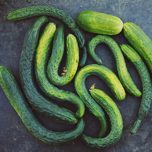 Suyo Long F1 Cucumber (Starter Plant)